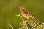 Red-throated Pipit_KBJ4497